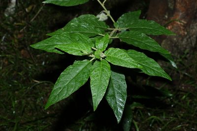 Solanum stelligerum, photographed by Greg Tasney