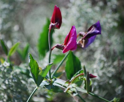 Lathyrus tingitanus, photographed by Mirela
