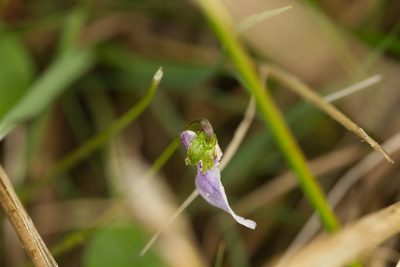 Viola palustris, photographed by David Sandler
