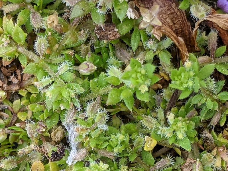 Galium murale, photographed by Piermario Maculan
