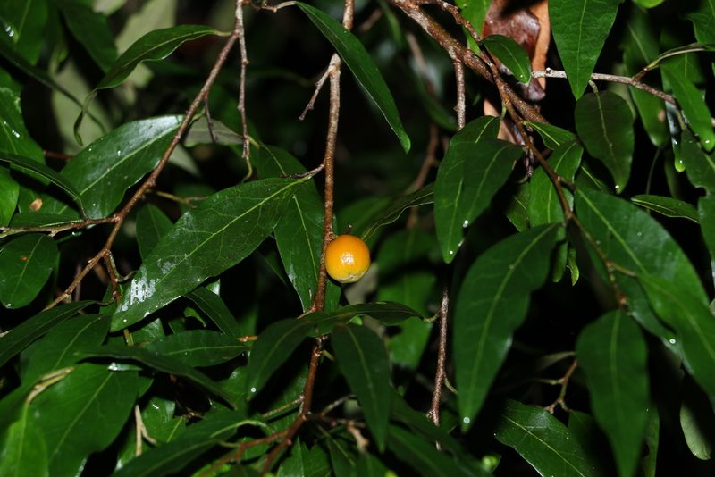 Petalostigma triloculare, photographed by Greg Tasney