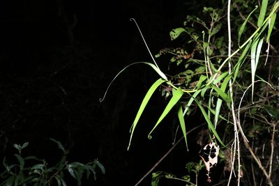 Flagellaria indica, photographed by Greg Tasney