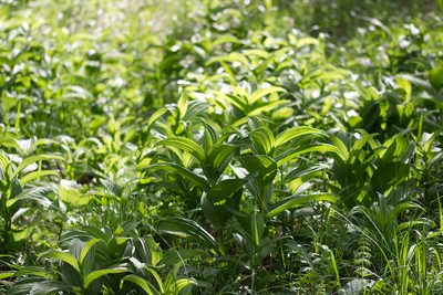 Veratrum album, photographed by David Sandler