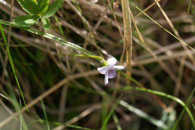 Viola palustris, photographed by David Sandler