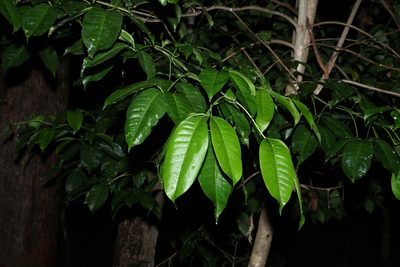 Melicope elleryana, photographed by Greg Tasney