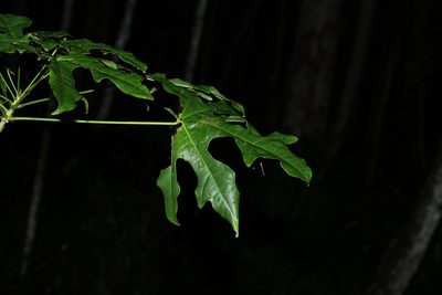 Brachychiton acerifolius, photographed by Greg Tasney