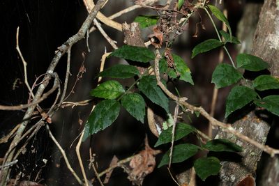 Pandorea pandorana, photographed by Greg Tasney