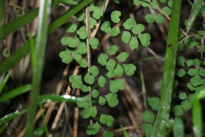 Adiantum aethiopicum, photographed by Greg Tasney
