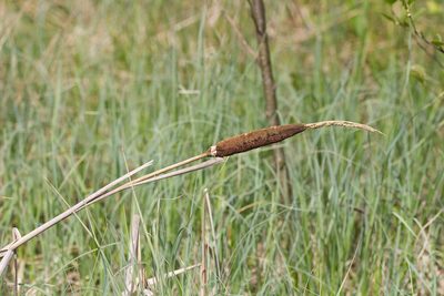 Typha latifolia, photographed by David Sandler