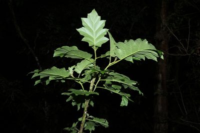 Solanum chrysotrichum, photographed by Greg Tasney