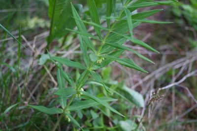 Polygonatum verticillatum, photographed by David Sandler