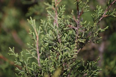 Juniperus canariensis, photographed by Mirela