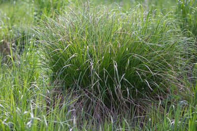Carex paniculata, photographed by David Sandler