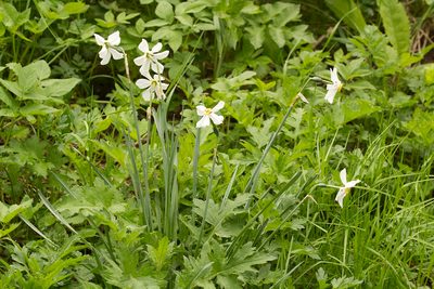 Narcissus poeticus, photographed by David Sandler