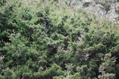 Juniperus canariensis, photographed by Mirela