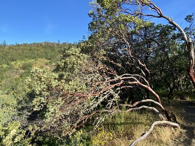 Arctostaphylos viscida
