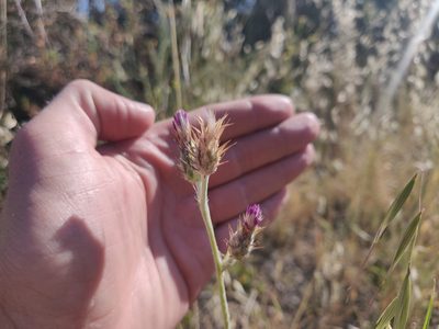 Carduus pycnocephalus