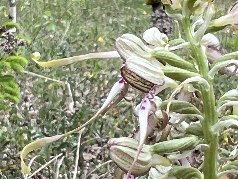 Himantoglossum hircinum, photographed by dschigel