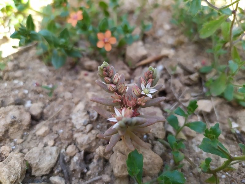 Sedum rubens, photographed by carnifex