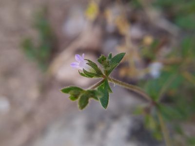 Campanula erinus, photographed by carnifex