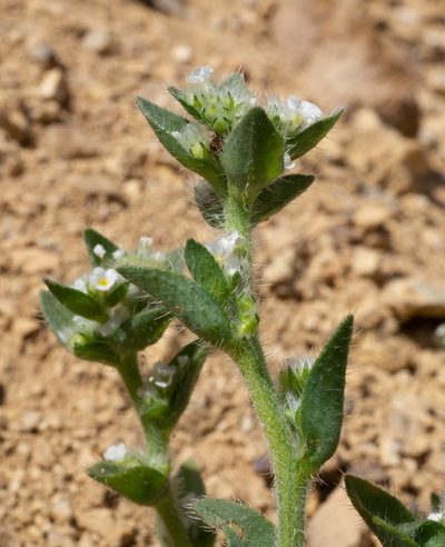 Sonnea glomerata, photographed by Matt Berger