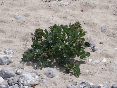 Crambe maritima, photographed by Johan Kjær Prehn