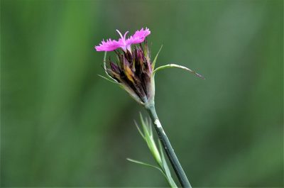 Dianthus carthusianorum, photographed by E. A.