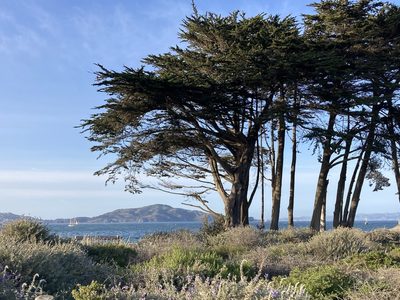 Hesperocyparis macrocarpa, photographed by er-birds