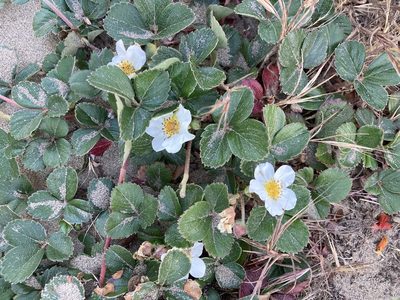 Fragaria chiloensis, photographed by er-birds