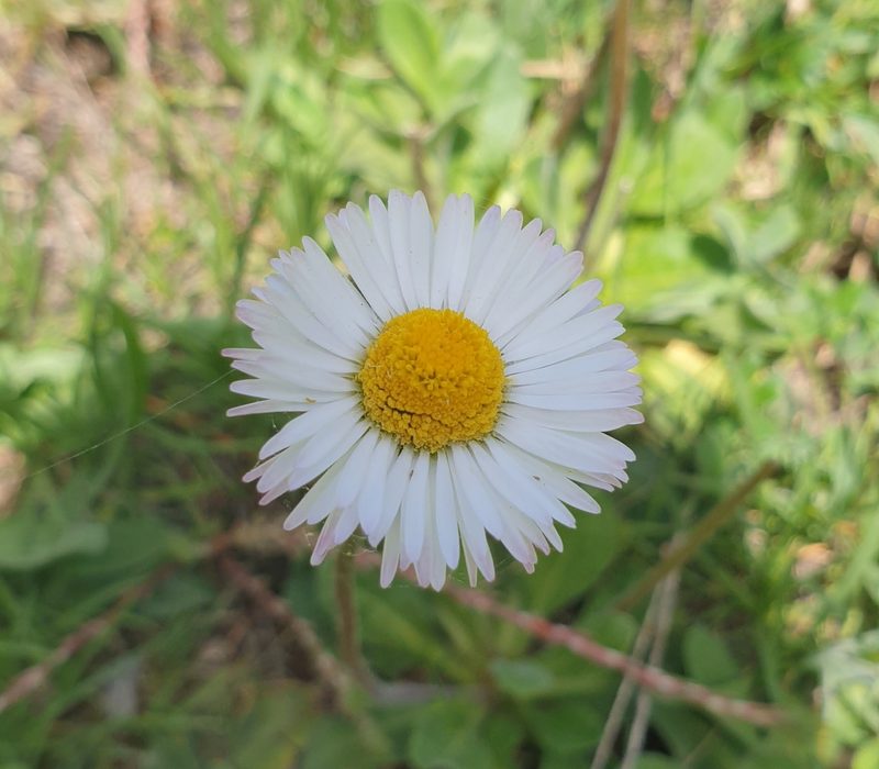 Bellis sylvestris, photographed by Gianluca Congi🪶🦆🌲