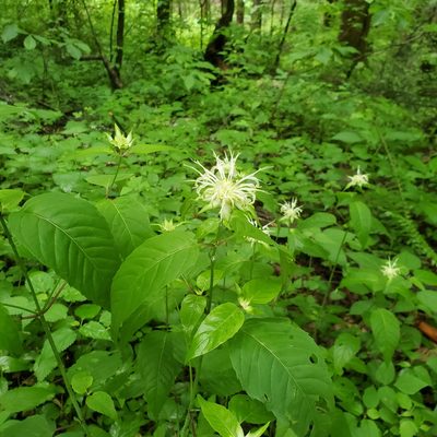 Monarda clinopodia, photographed by Mac Post