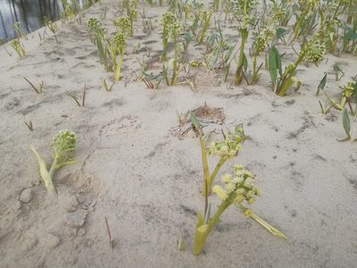 Petasites spurius, photographed by Екатерина Кропочева
