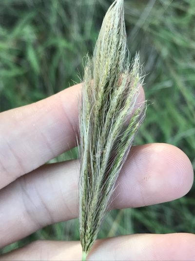 Tetrapogon roxburghiana, photographed by Ryan Donnelly