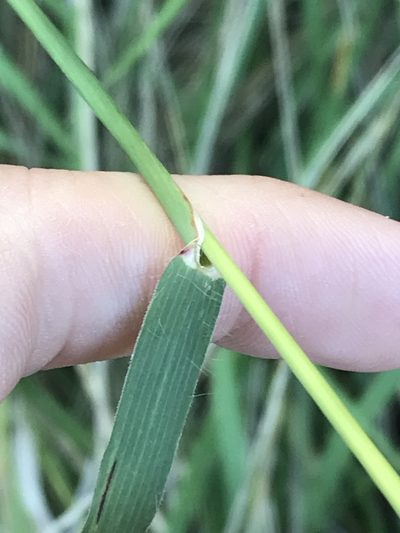 Tetrapogon roxburghiana, photographed by Ryan Donnelly
