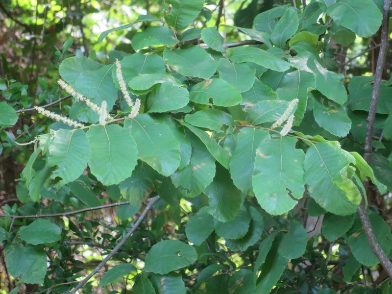 Castanea pumila, photographed by Nonbinary-Naturalist