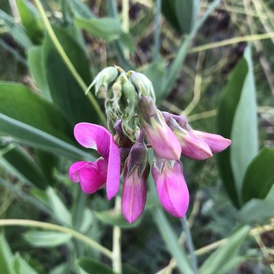 Lathyrus latifolius, photographed by Jochen Essig