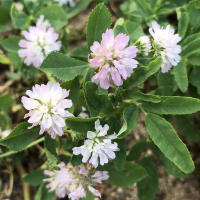 Trifolium resupinatum, photographed by Jochen Essig