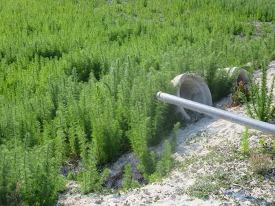 Eupatorium capillifolium, photographed by Nonbinary-Naturalist