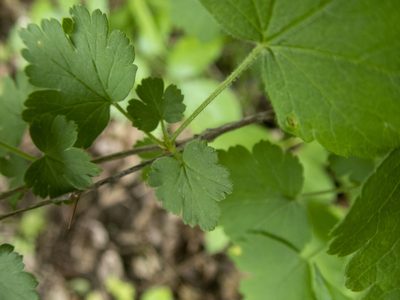 Ribes cynosbati, photographed by Randy A Nonenmacher