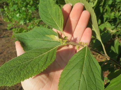 Callicarpa americana, photographed by Nonbinary-Naturalist