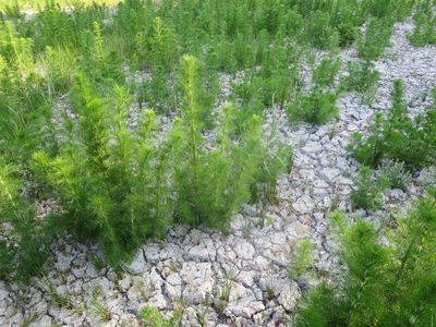 Eupatorium capillifolium