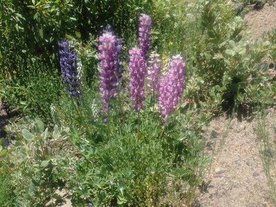 Lupinus cervinus, photographed by Scott Yarger