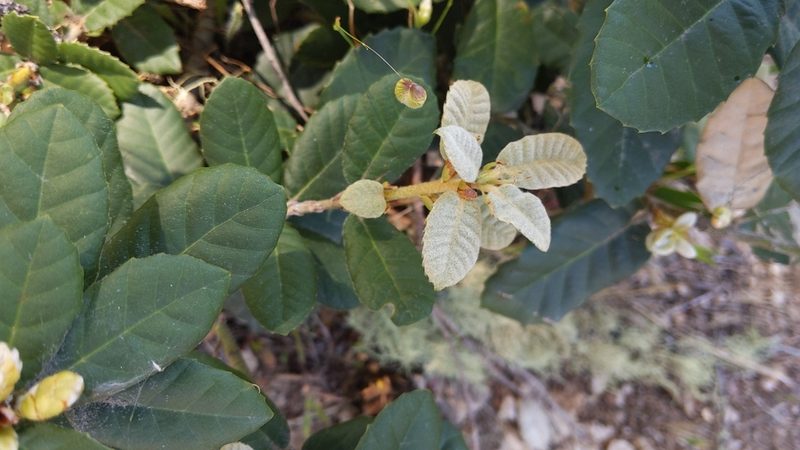 Notholithocarpus densiflorus, photographed by velodrome