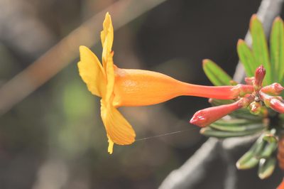 Mandevilla benthamii, photographed by Morten Ross