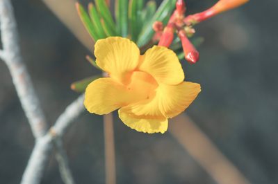 Mandevilla benthamii, photographed by Morten Ross