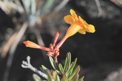 Mandevilla benthamii, photographed by Morten Ross