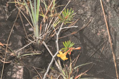 Mandevilla benthamii, photographed by Morten Ross