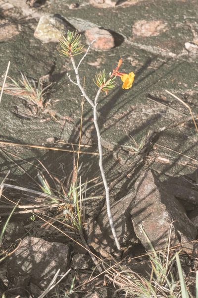 Mandevilla benthamii, photographed by Morten Ross