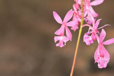 Epidendrum ibaguense, photographed by Morten Ross