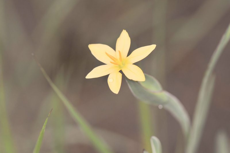 Sisyrinchium vaginatum, photographed by Morten Ross